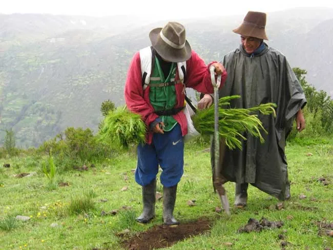 Paysans en train de planter des pins